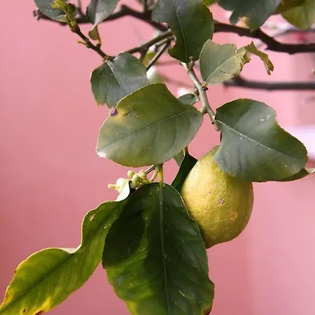 Affittacamere Ciccio E Pinolo